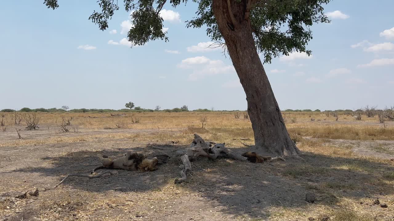 Zuid-Afrikaanse leeuwen (Panthera leo melanochaita) rustend in de schaduw in de Savuti (Savute) regio van het Chobe Nationaal Park, Botswana
