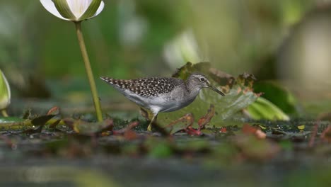 wood sandpiper feeding on floating leaf