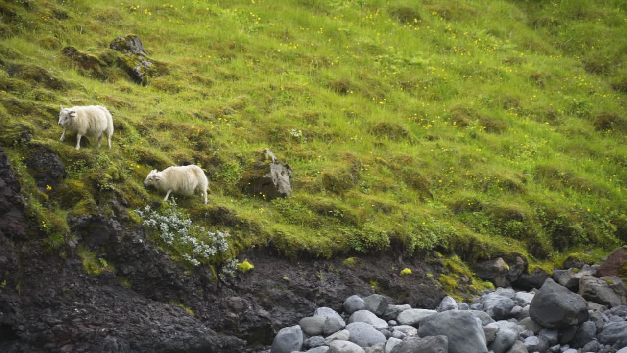 Local sheep grazing on steep grassy hill in rural mountain region of Iceland
