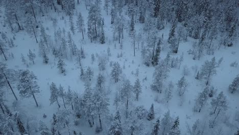 The-frozen-lake-and-forest-near-Borgvattnet,-Sweden