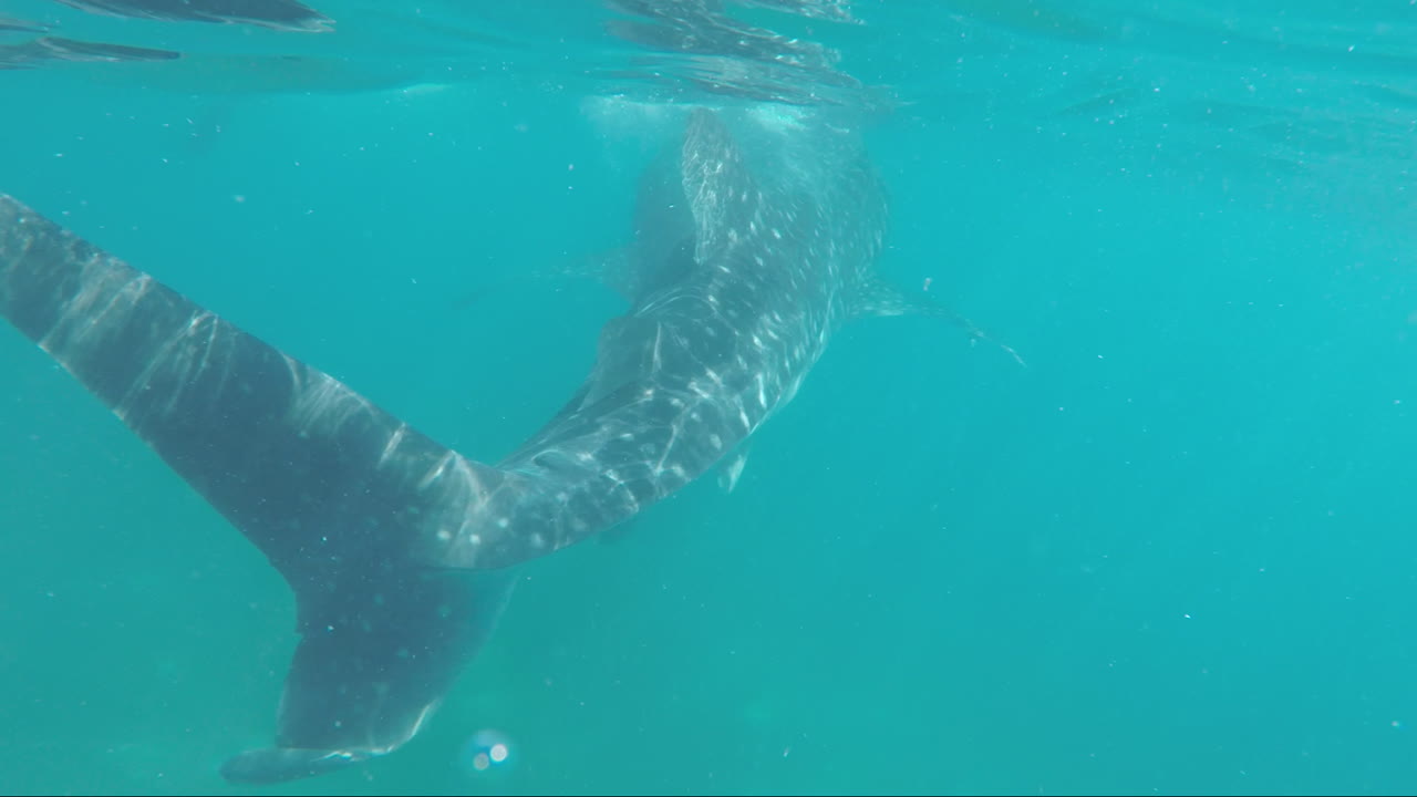 Whale Shark Watching at Oslob, Cebu Phiippines