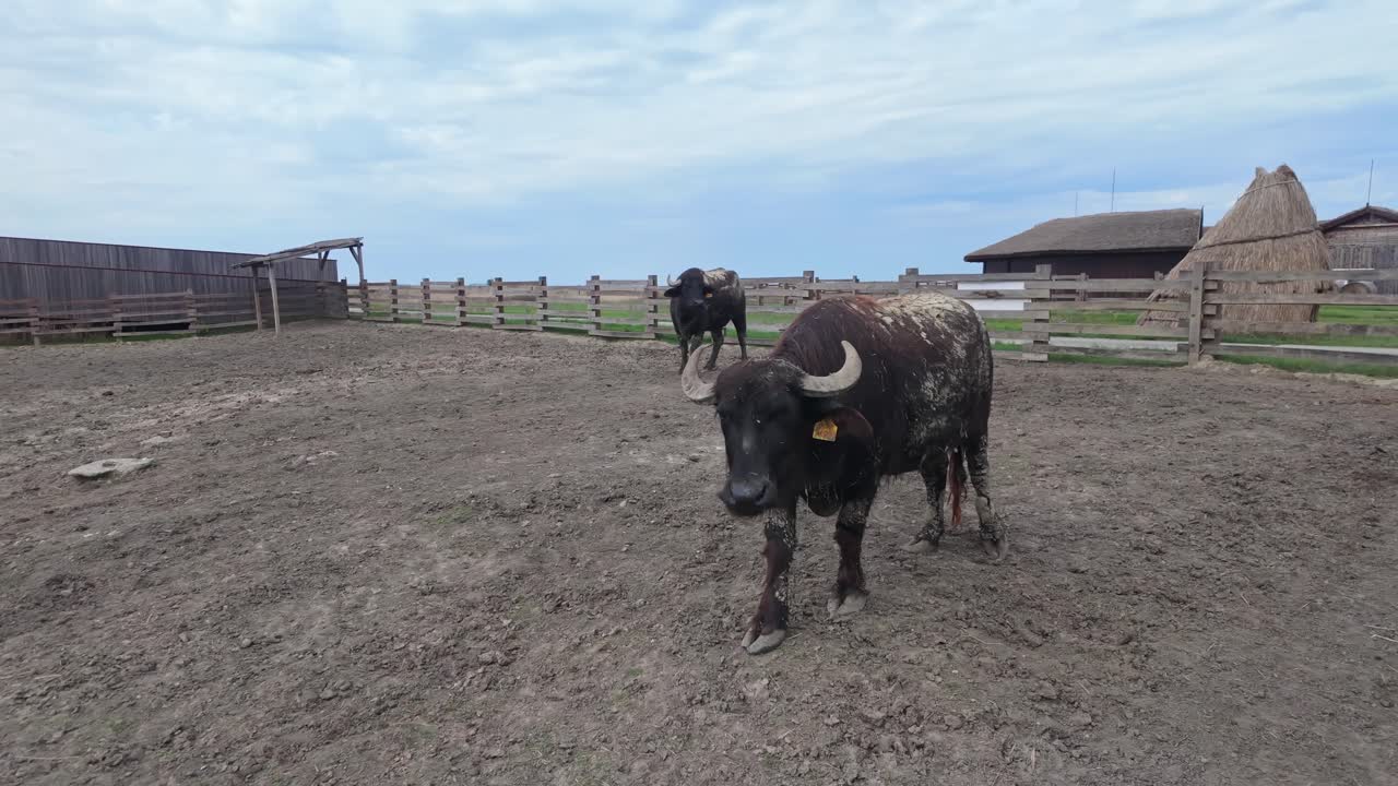 A pair of Carpathian water buffaloes peacefully standing and ruminating in a large open enclosure in Puszta, Hungary