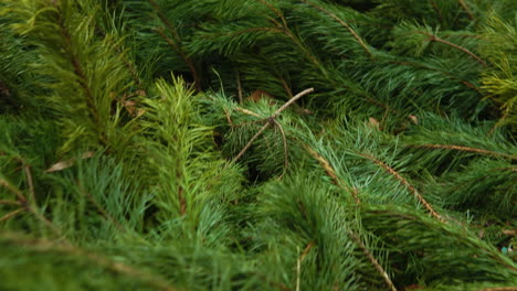 the green conifer stems lie cut down next to each other, close-up