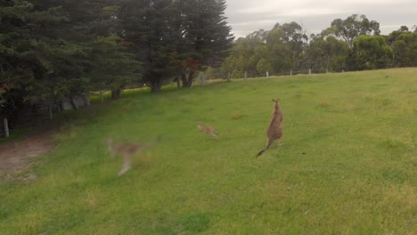 aerial shot orbiting around a group of kangaroos on a rural farm in australia
