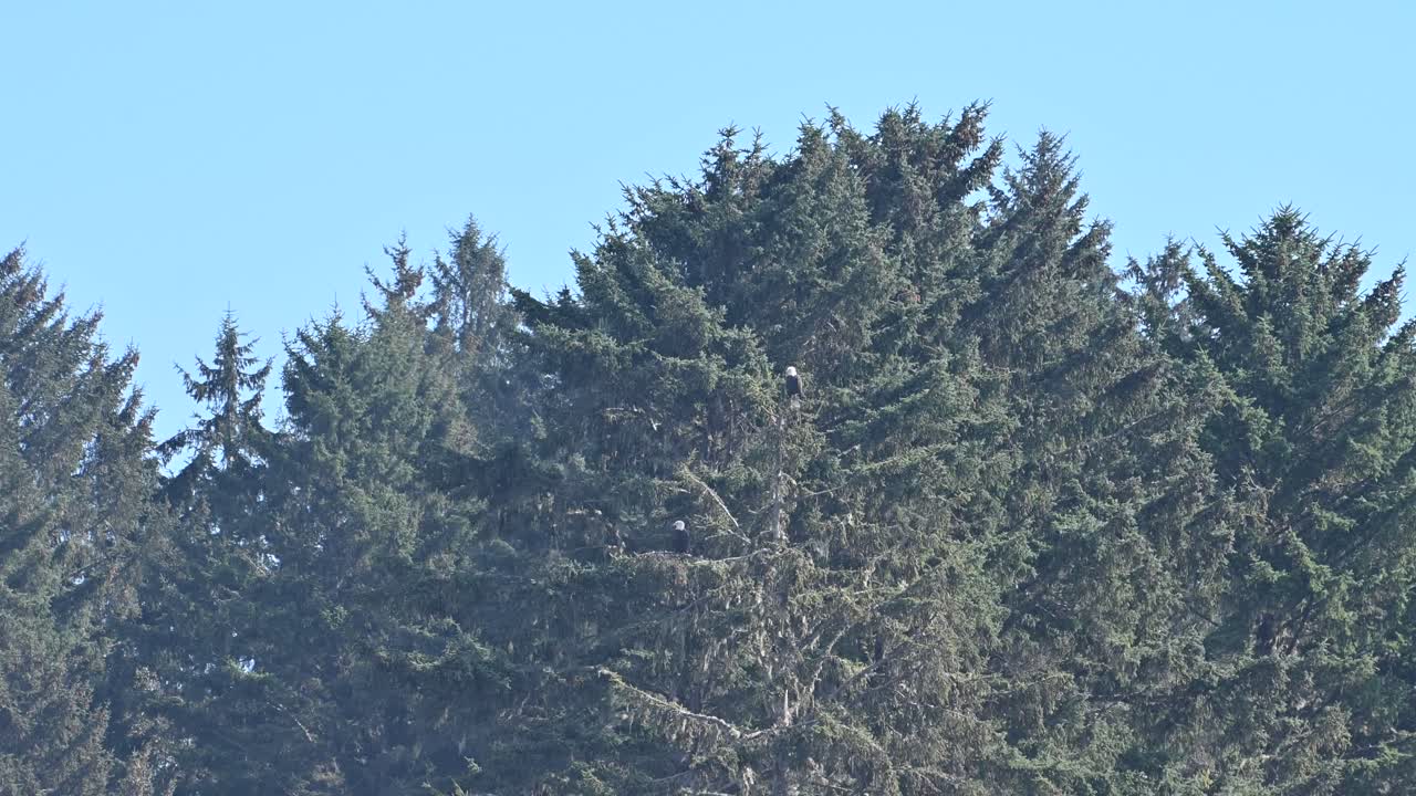Aerial footage of evergreen trees and dense conifer canopy in Olympic National Park, Washington, with towering firs and spruce trees rising towards a clear blue sky