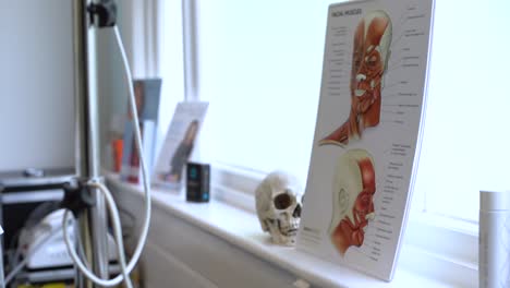 primer plano de la decoración de la anatomía facial de la oficina del cosmetólogo