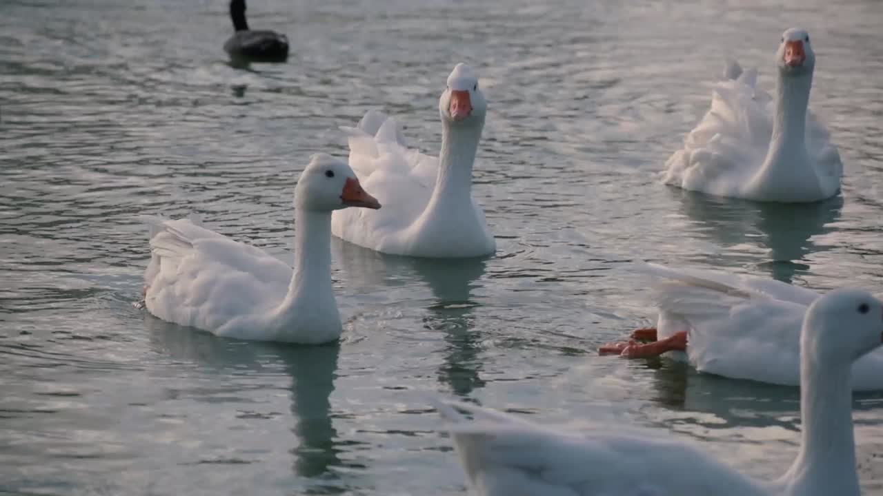 grupo de gansos en un lago