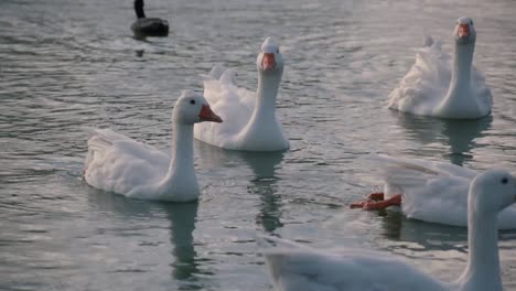Group-of-gooses-in-a-lake