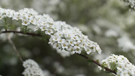close up of twig covered with small white flowers in soft light