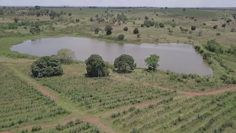 Überführung-Eines-Ananasfeldes-Zum-Teich-Auf-Der-Sanften-Grünen-Hochebene-Von-Malawi