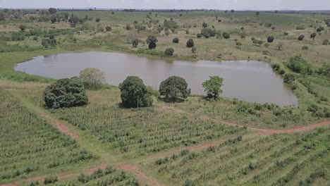 Campo-Elevado-De-Piñas-A-Estanque-En-La-Meseta-Verde-Ondulante-De-Malawi