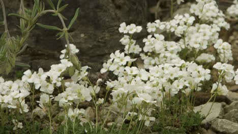 hand picking delicate white flowers, a detailed close-up showing interaction with nature