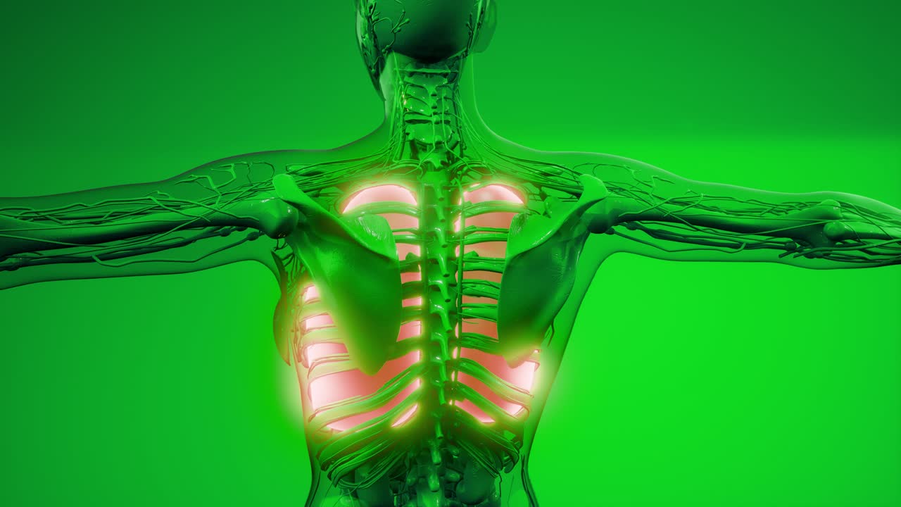 examen radiológico de los pulmones humanos