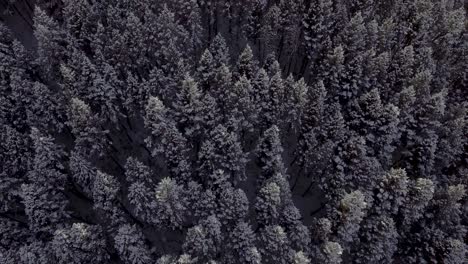 trees tilt up to large mountains covered in snow frosted forests in bozeman montana