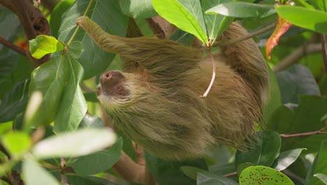 two-toed sloth hanging upside down grabbing leaf with claws, foraging behavior