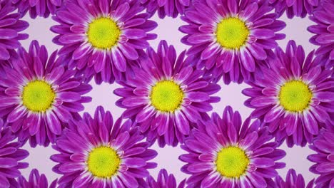 crisantemo púrpura en un fondo rosado patrón animado. animación de concepto de bucle sin costura floral