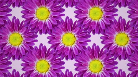 purple chrysanthemum on a pink background animated pattern. floral seamless loop concept animation