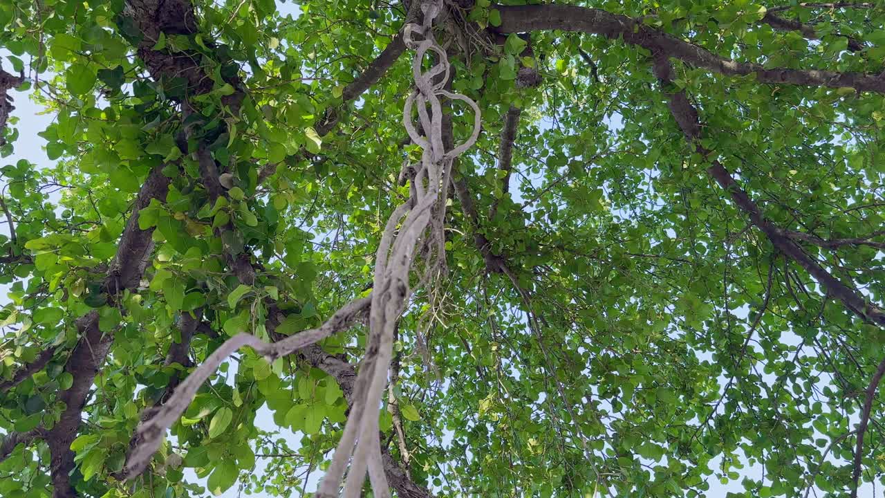 camera spinnign around the roots hanging from the Sacred Banyan tree it holds a major religious and spiritual significance in indian hindu culture