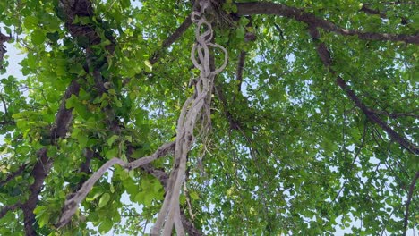 camera spinnign around the roots hanging from the sacred banyan tree it holds a major religious and spiritual significance in indian hindu culture
