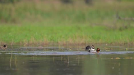 el pato nadador. el pochard común. el fondo de la naturaleza