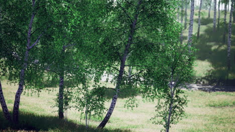 serene forest setting with lush green trees during a sunny afternoon
