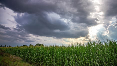 Enormes-Nubes-De-Lluvia-Que-Fluyen-Sobre-El-Campo-De-Maíz,-Vista-De-Lapso-De-Tiempo