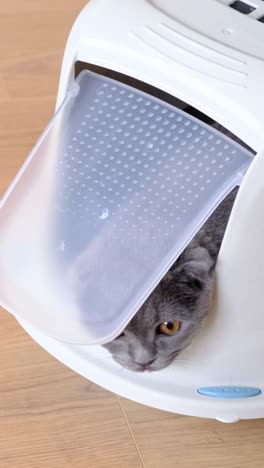 cat in a litter box