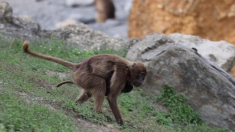 tracking shot of wild scared bleeding heart monkey with baby move away in nature