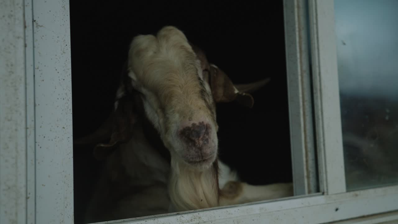A Bearded Goat Looking Out Of Barn Window In A Country Farm In Coaticook, Quebec, Canada - Closeup Shot