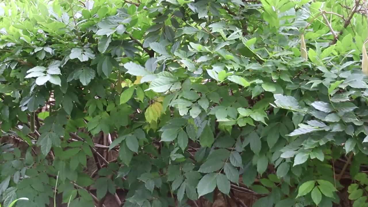 Close-up of vibrant leaves rustling in the wind, capturing natural motion. Perfect for nature, tranquility, and environmental projects