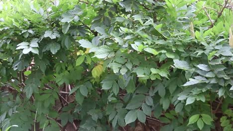close-up of vibrant leaves rustling in the wind, capturing natural motion. perfect for nature, tranquility, and environmental projects