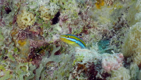 small coral fish slender sabretooth blenny hides in a tube of algae or sea sponge