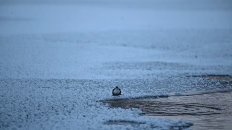 White-Throated-Dipper-chase-away-competitor-on-ice-edge-while-looking-for-food