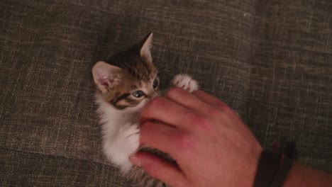 man's hand playing with a cute kitten on a couch