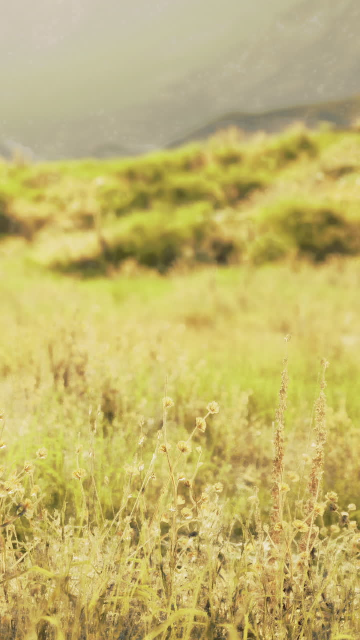 Golden grasses sway gently in the warm sunlight near a serene landscape