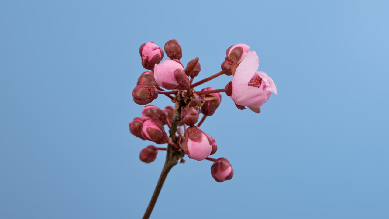 macro time lapse flores de cerezo en flor sobre un fondo azul en primer plano