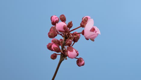 macro time lapse flores de cerezo en flor sobre un fondo azul en primer plano