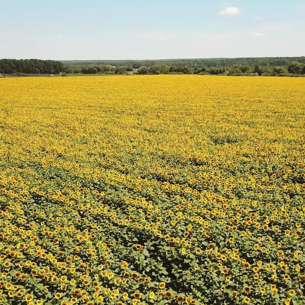 Sunflower field. Agriculture. Aerial view of sunflowers