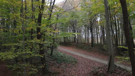 sendero en el bosque
