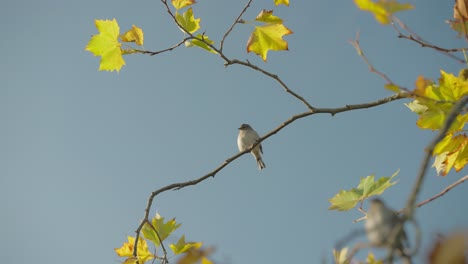 Madeiran-chaffinch-perched-on-branch-with-yellow-autumn-leaves