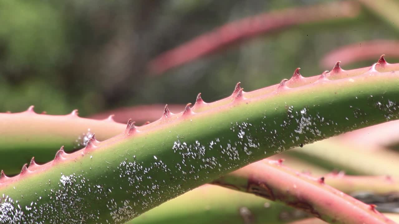 hongo blanco en un aloe
