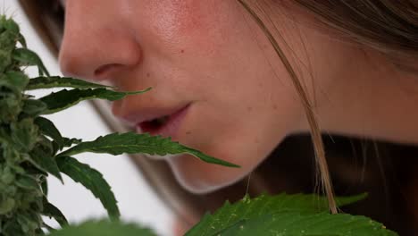 靠近的细节电影拍摄的女孩鼻子闻到大麻植物的芽