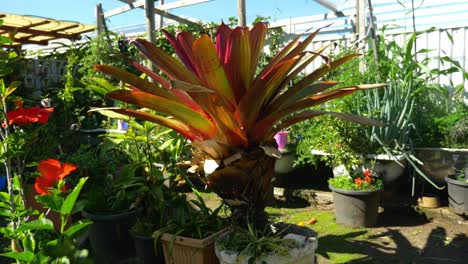 Pflanzengärtnerei-In-Australien---Alcantarea-Imperialis---Bromelienpflanzen-Im-Garten