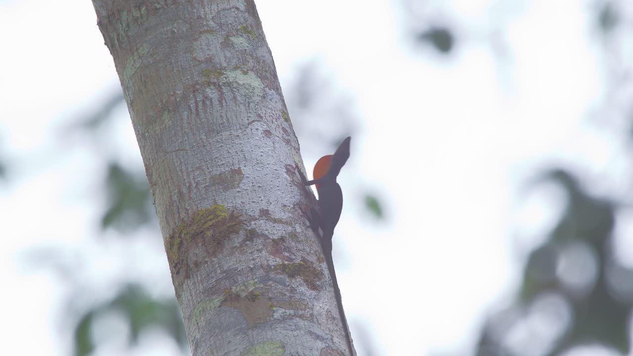 Small Anolis lizard puffing throat and bobbing head - tripod full