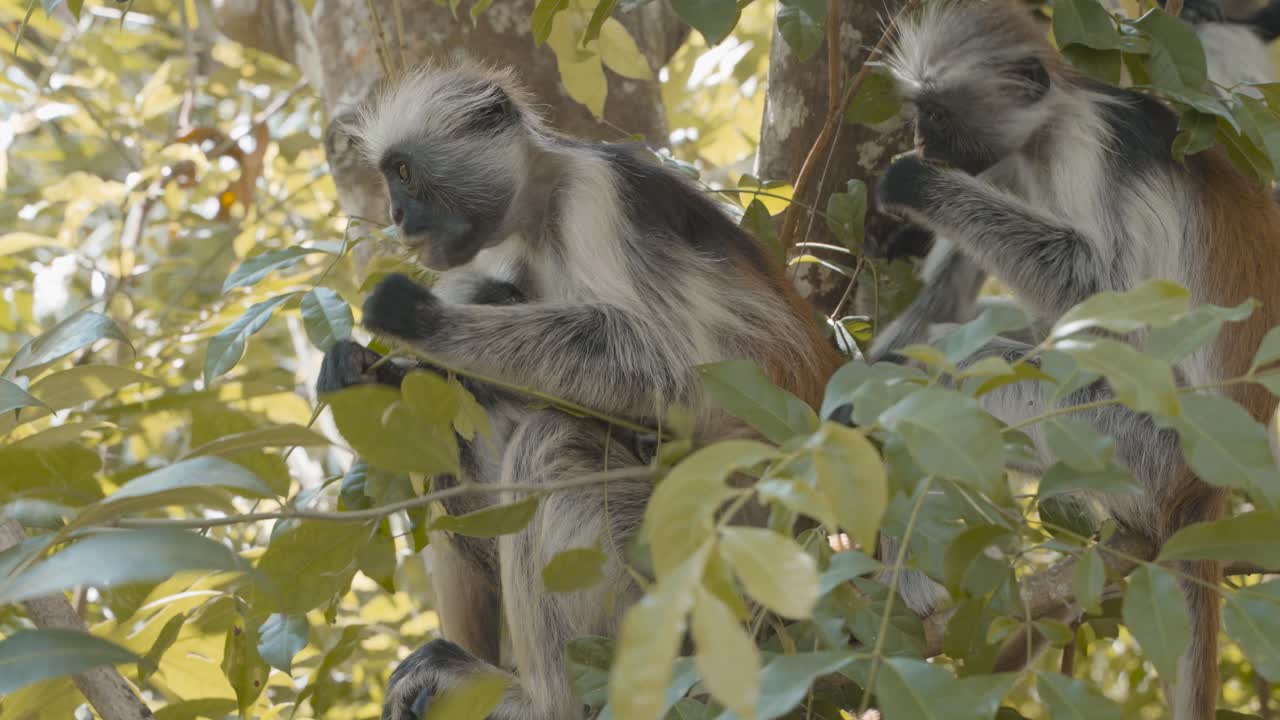 mono colobo rojo salvaje alimentándose de hojas en el bosque tropical de jozani, isla de zanzíbar