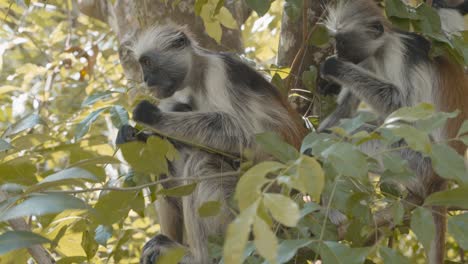 wild red colobus monkey feeding on leaves in jozani tropical forest, zanzibar island