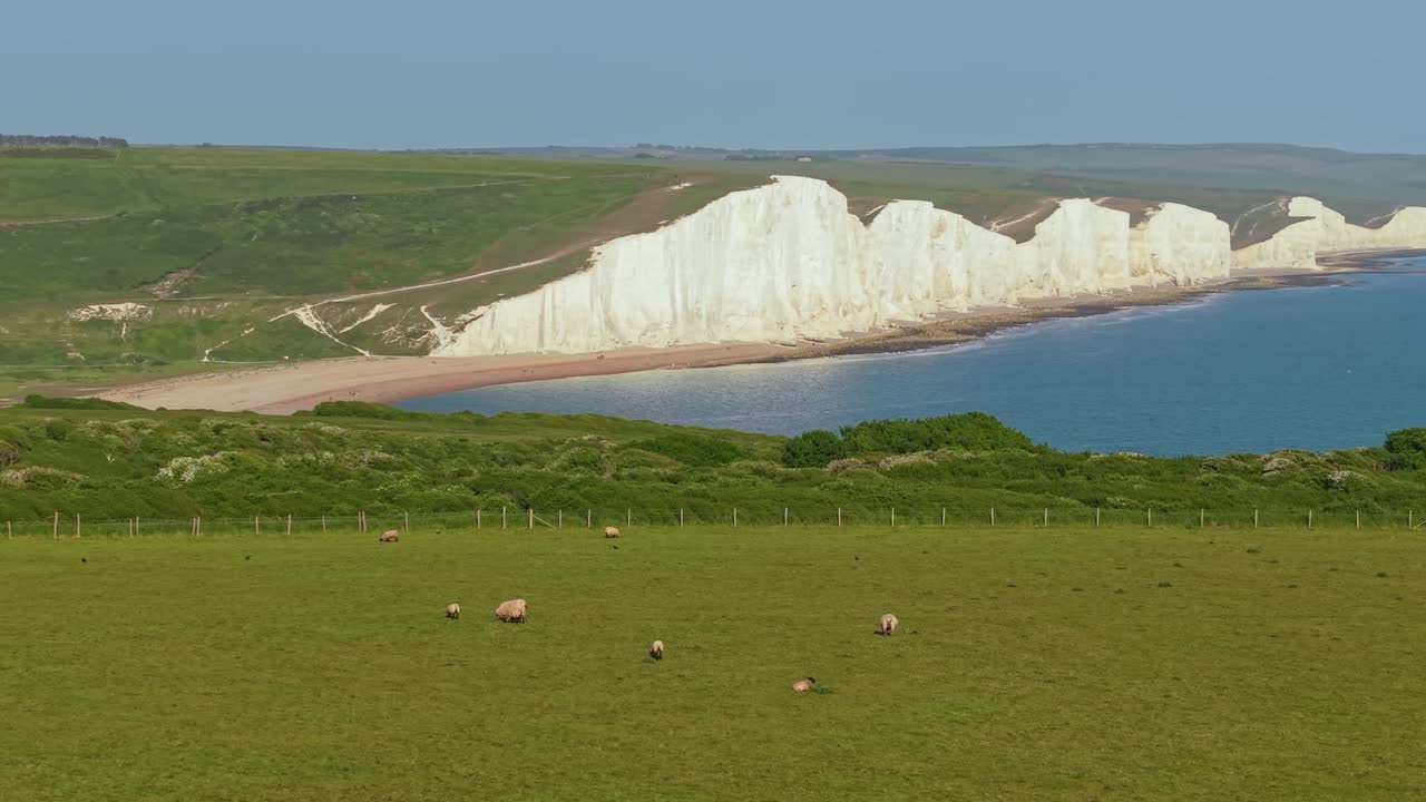 Peaceful farm scene with sheep grazing on lush grass as the iconic white cliffs of the Seven Sisters rise majestically in the background