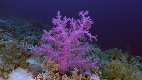 pink soft coral on coral reef in the red sea