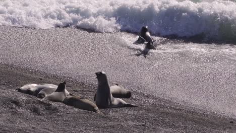 foca moviéndose en olas, mientras que otros descansan en la costa de la patagonia - amplia vista en cámara lenta