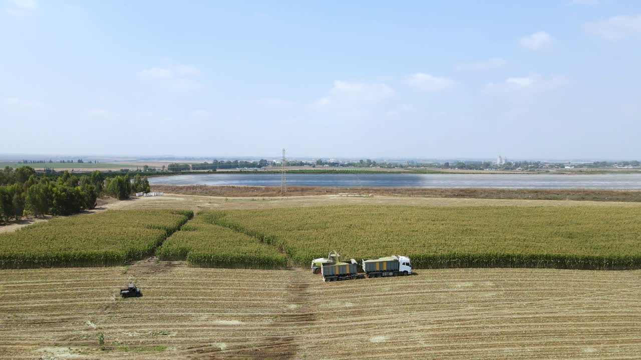 Drone shot of green corn harvest for silage. Wide view of the field with an irrigation reservoir in the background. A ranger drives fast along the field. Agriculture in the Jezreel Valley